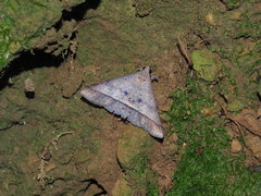 Hypospila bolinoides
