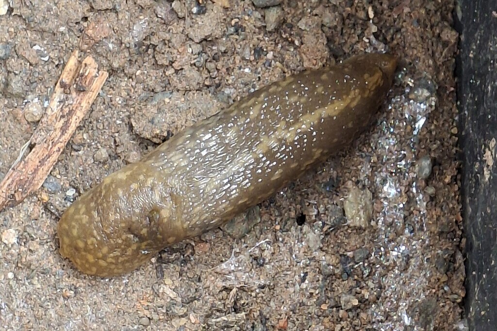 Yellow Cellar Slug from Murray Bridge SA, Australia on November 6, 2025 ...