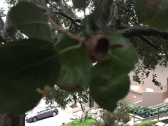 Taphrina caerulescens