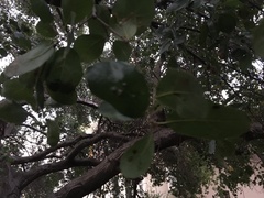 Taphrina caerulescens