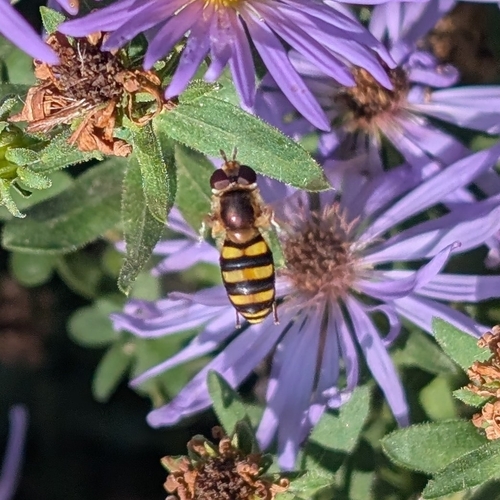 Unknown species found near Winfield, KS, USA