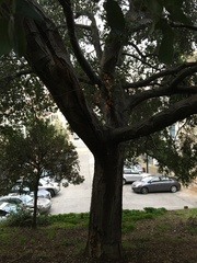 Taphrina caerulescens