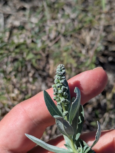 Ambrosia cheiranthifolia, photograph 5