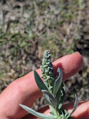 (c) Eric Knight, some rights reserved (CC BY) Ambrosia cheiranthifolia, photograph (c) Eric Knight, some rights reserved (CC BY)