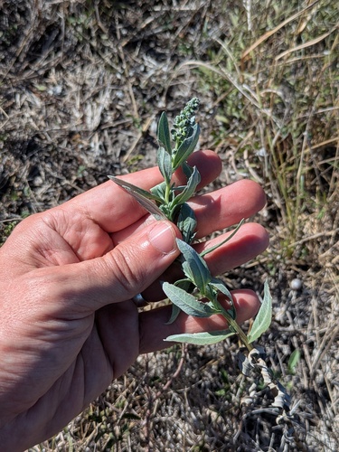 Rio Grande Ragweed (Ambrosia cheiranthifolia)