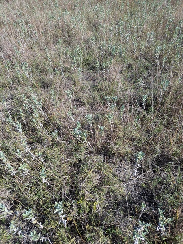 Ambrosia cheiranthifolia, photograph 2