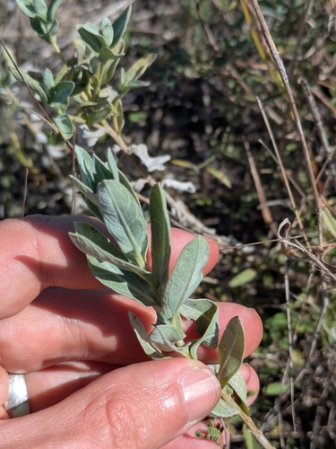 Ambrosia cheiranthifolia