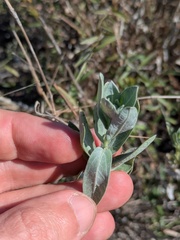 (c) Eric Knight, some rights reserved (CC BY) Ambrosia cheiranthifolia, photograph (c) Eric Knight, some rights reserved (CC BY)