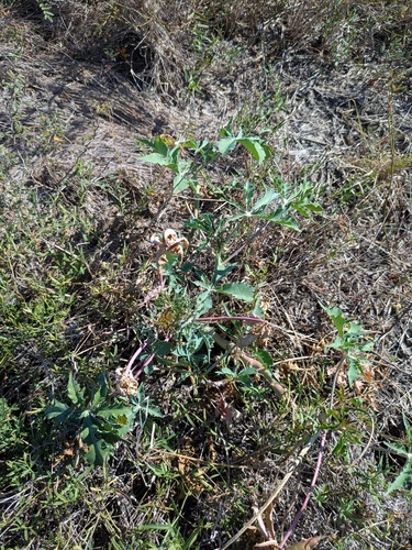 Jatropha cathartica, photograph 6