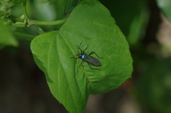 Sphictyrtus sumtuosus