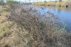 Magnoliopsida