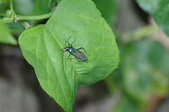 Sphictyrtus sumtuosus