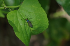 Sphictyrtus sumtuosus