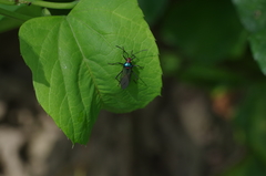 Sphictyrtus sumtuosus