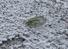 Chrysoperla pudica-group