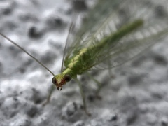 Chrysoperla pudica-group