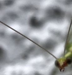 Chrysoperla pudica-group