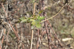 Clematis drummondii