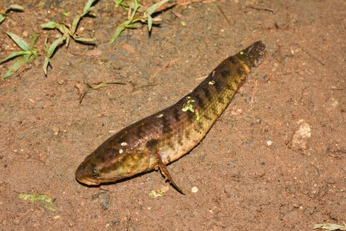 Spotted snakehead (Channa punctata) — Channidae — 4