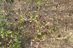 Clematis drummondii