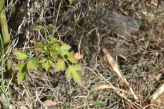 Clematis drummondii