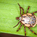 South African Bont Tick - Photo (c) John L. Richards, some rights reserved (CC BY-NC), uploaded by John L. Richards