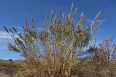 Arundo donax