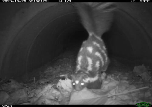 Alleghanian Spotted Skunk observed by naturalist_nate