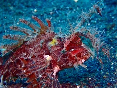 Pteroidichthys amboinensis