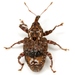Conotrachelus - Photo (c) Mike Quinn, Austin, TX, some rights reserved (CC BY-NC), uploaded by Mike Quinn, Austin, TX