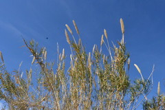 Arundo donax