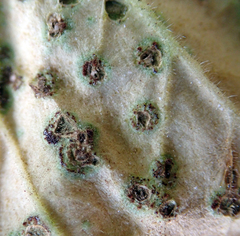 Puccinia pelargonii-zonalis