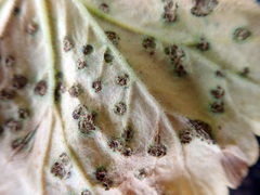 Puccinia pelargonii-zonalis