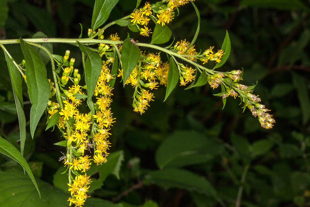 Niedereder's goldenrod
