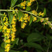 Niedereder's Goldenrod - Photo (c) Drepanostoma, some rights reserved (CC BY-NC), uploaded by Drepanostoma