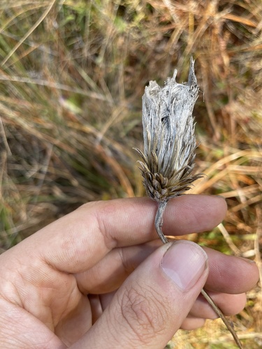 Le Conte's Thistle (Cirsium lecontei)