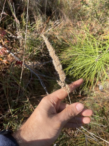 Nuttall's Reedgrass (Greeneochloa coarctata)