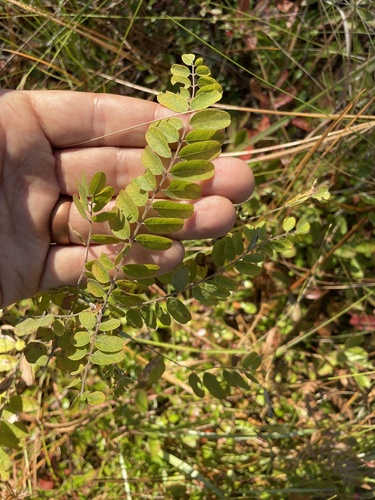 Amorpha herbacea, photograph 5