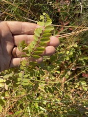 Amorpha herbacea, photograph author not stated, no rights reserved