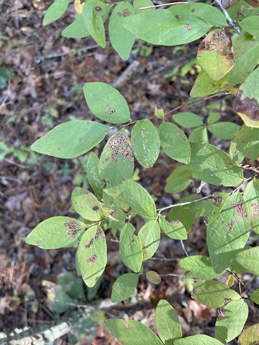 dangleberry (Gaylussacia frondosa)