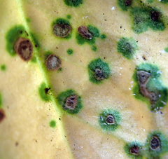 Puccinia pelargonii-zonalis