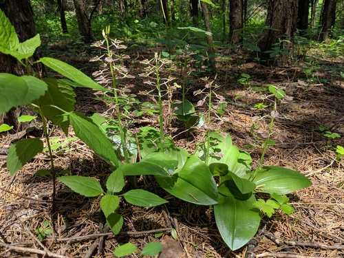 large twayblade (Liparis liliifolia)