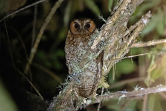 Cloud-Forest Screech-Owl photo 1