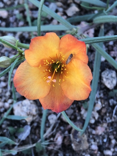 Talinum lineare