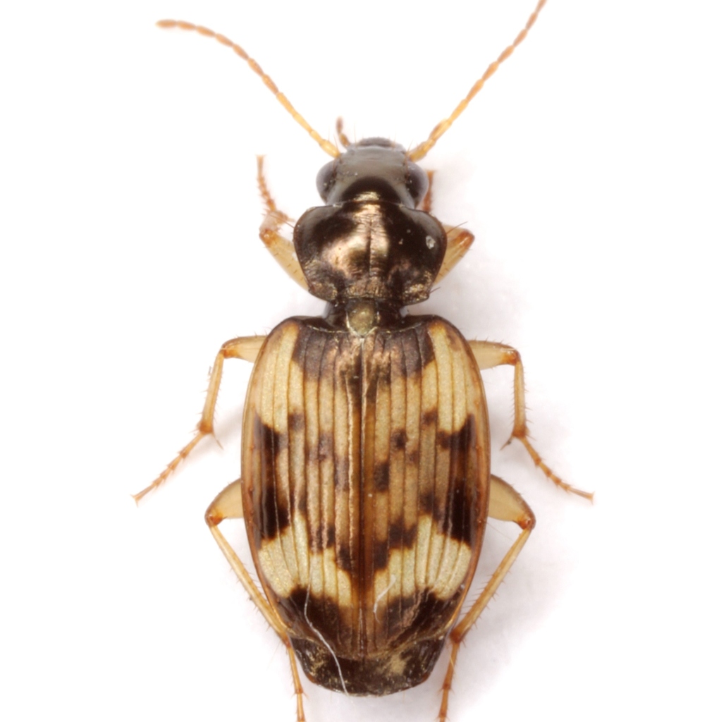 Tetragonoderus fasciatus