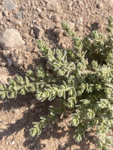 Crete alkaliweed