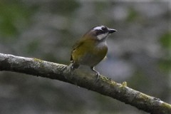 Chlorospingus flavopectus ophthalmicus