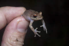 Pristimantis permixtus