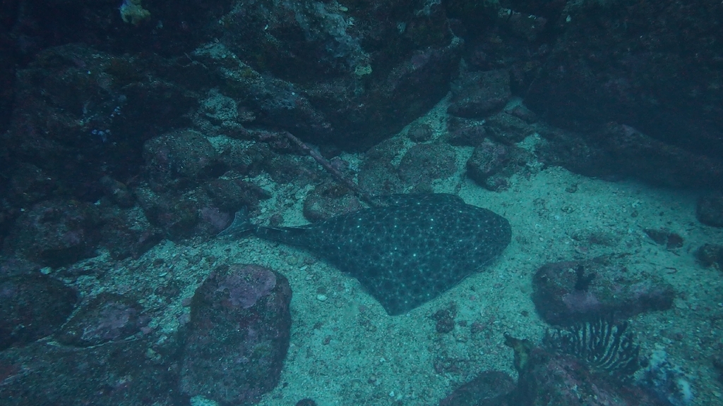 Clouded Angelshark