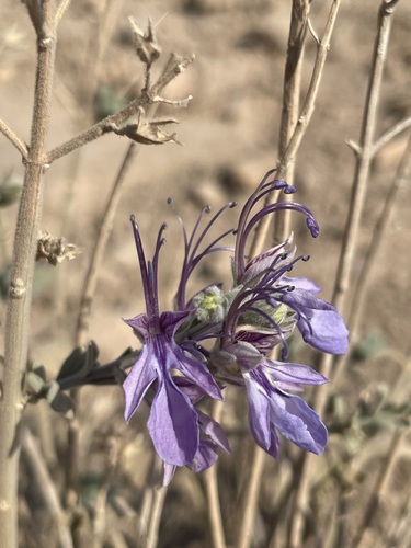 Desert Germander